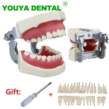 Стоматологическая модель из смолы, Обучающая Модель зубов Typodont для практики зубного техника, Обучающая модель челюсти, Демонстрационные инструменты стоматолога